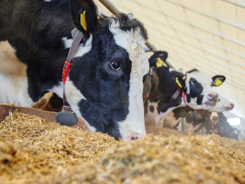 Особенности рационов для молочных коров, препятствующие снижению молочного жира