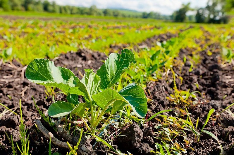 Федеральный закон об органическом сельском хозяйстве принят в первом чтении
