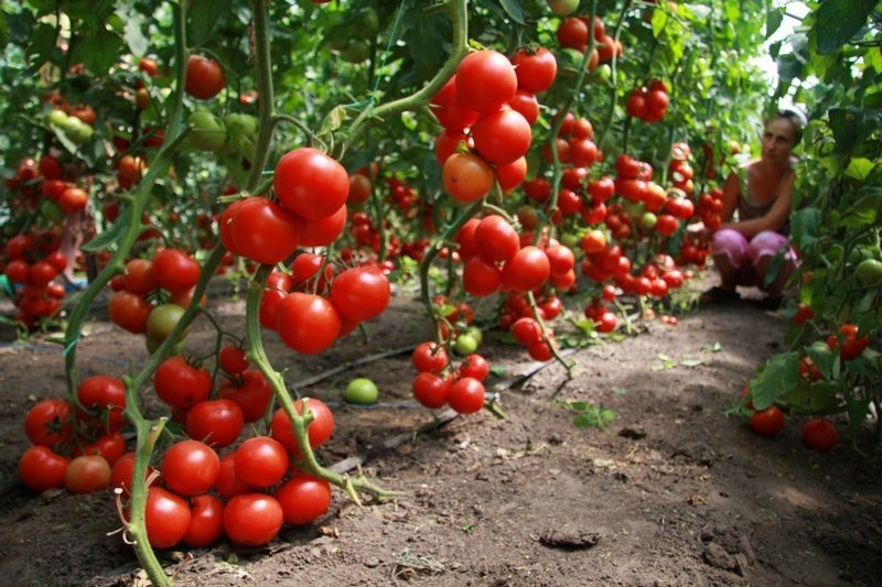 Листовая подкормка томатов аминохелатными удобрениями