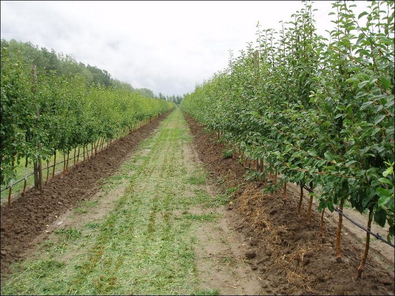 Топ-5 российских компаний по выращиванию и переработке фруктов и ягод
