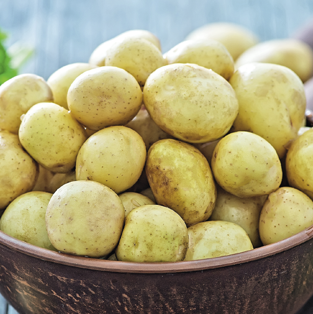 Биологическая стратегия: новые подходы к применению удобрений при выращивании картофеля