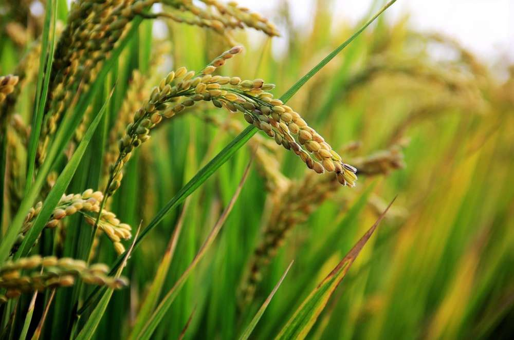 Агропредприятие Группы «Акрон» признано лучшим рисоводческим хозяйством Кубани
