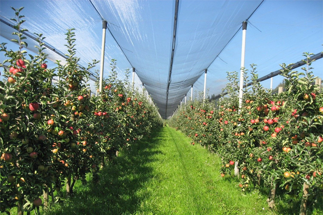 Минсельхоз: Производство плодов и ягод в РФ вырастет на 41% к 2024 году