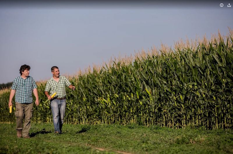 Калькулятор густоты посева кукурузы на сайте DEKALB поможет аграриям при подготовке к сезону