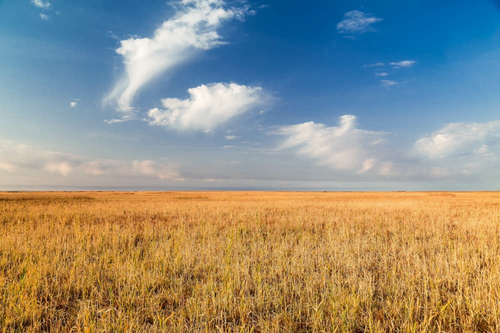 Спрос на российскую пшеницу в Казахстане сохраняется