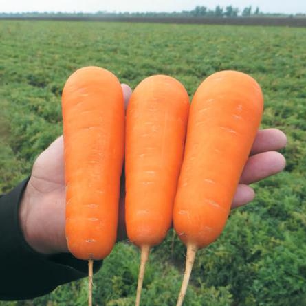 Гибриды моркови: проверка на практике