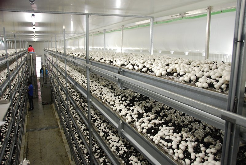 Производство грибов в России в 2017 году составило около 20 тыс. тонн