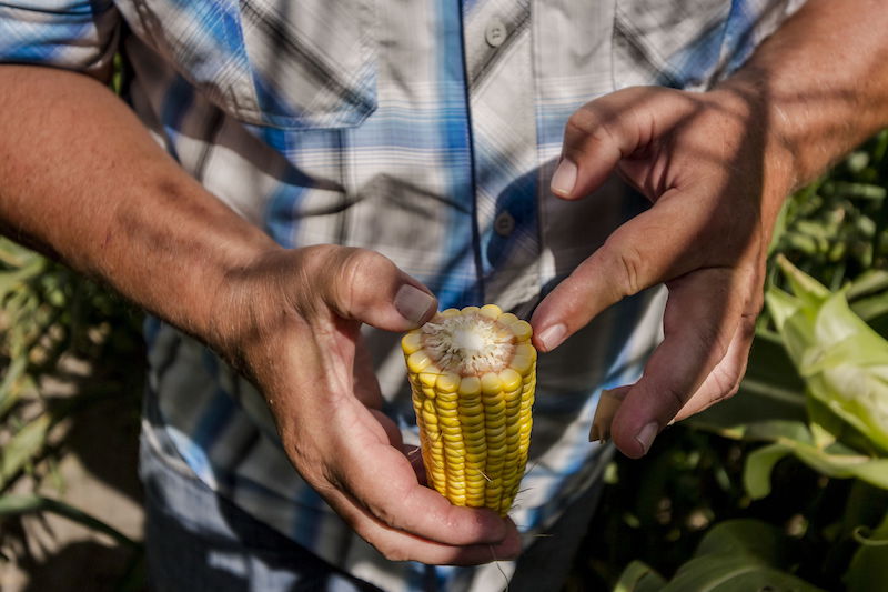 Новые гибриды кукурузы от DEKALB появятся на российских полях