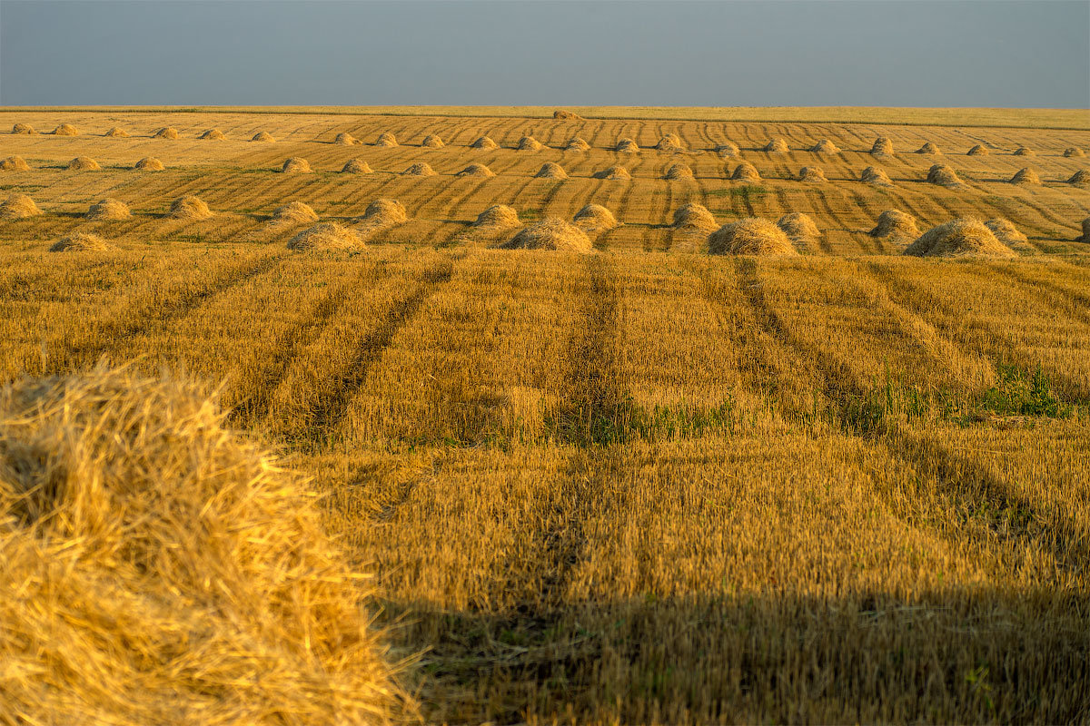 АГРОСИЛА: Прогнозируемый валовый сбор по зерновым в 2019 году – 501 тыс. тонн