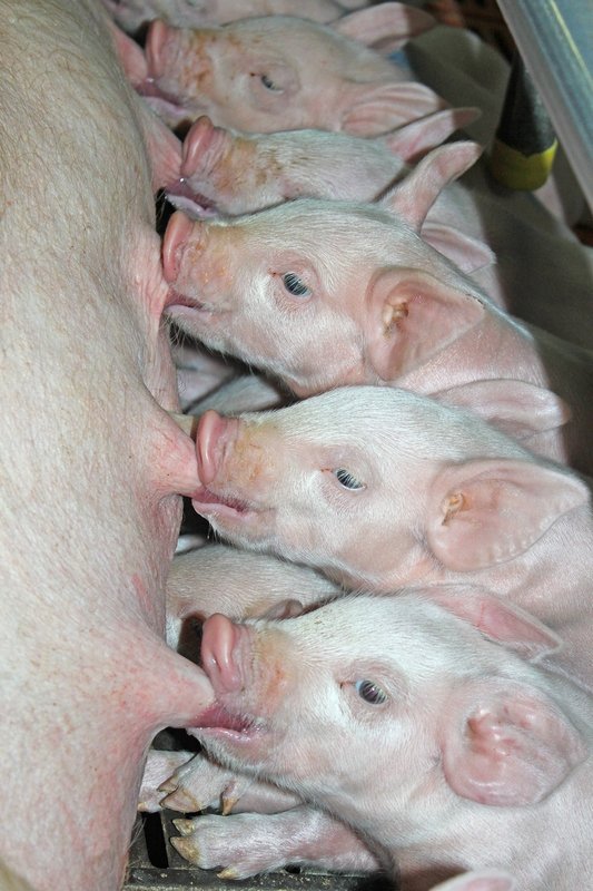 Холдинг "Агро-Белогорье" нарастил производство свинины за полгода на четверть