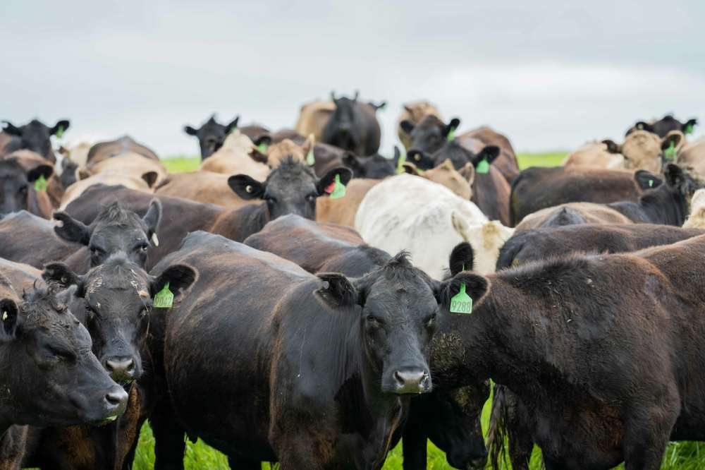Бычий грипп A — название нового заболевания крупного рогатого скота