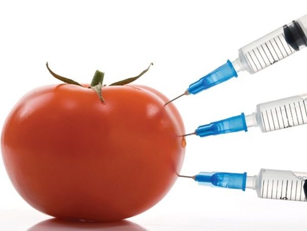 Правительство отказалось вводить запрет на ГМО