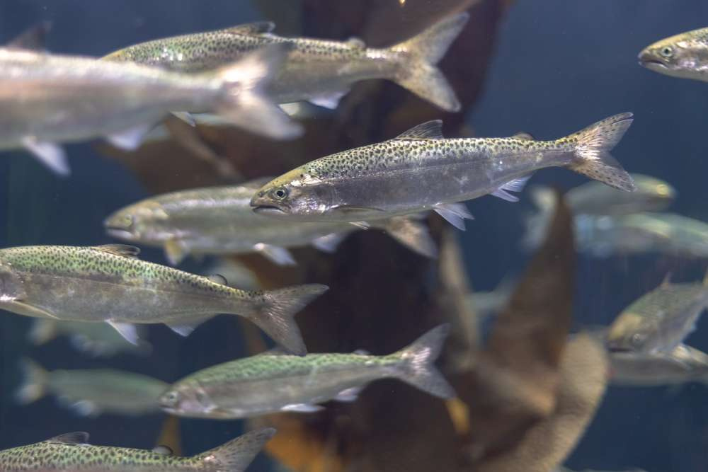 Растет массовая смертность среди разводимого лосося с 2012 года