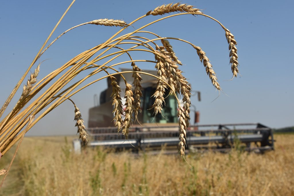 Российский зерновой союз прогнозирует рекордный урожай зерна