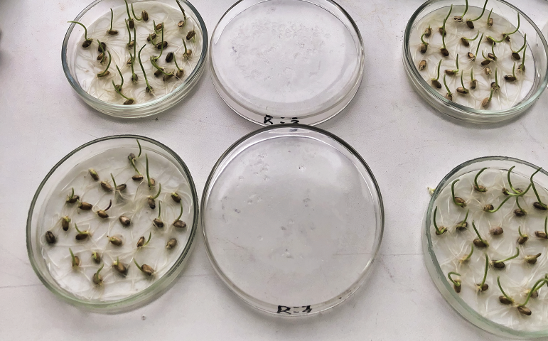 Определение энергии прорастания семян на третий день эксперимента