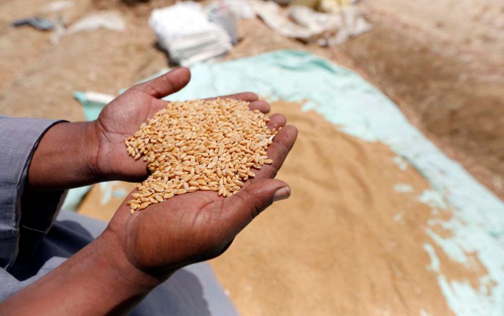 Пандемия побуждает Египет к массовым закупкам пшеницы в России