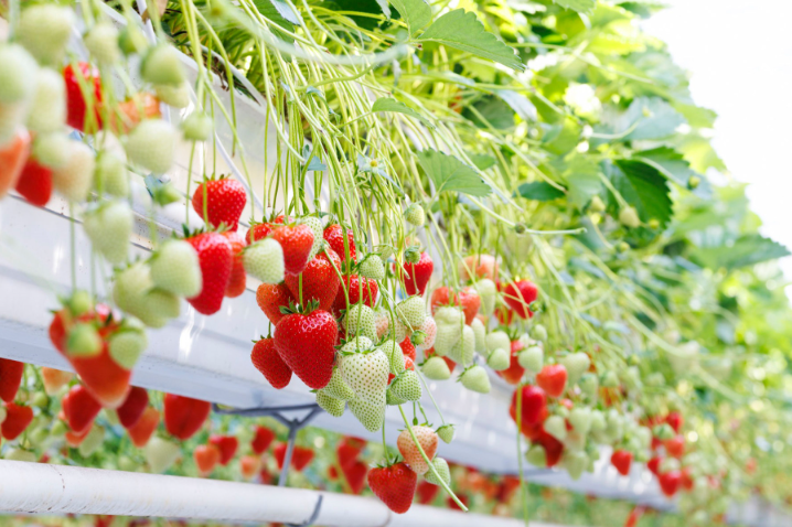 Bayer выпустил сорт клубники Baya Solara