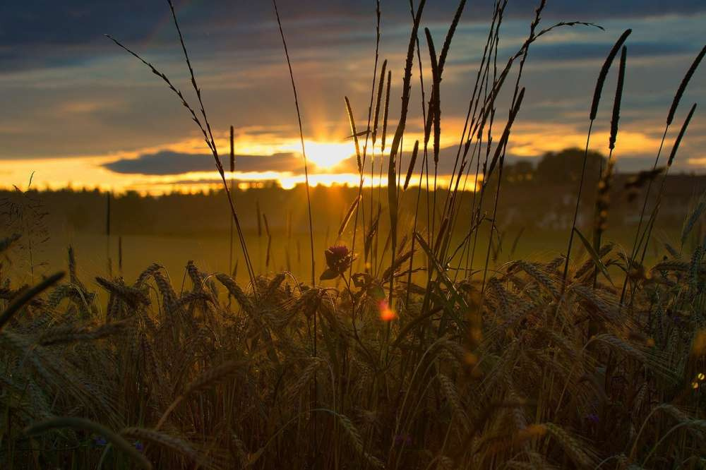 Ученые в США разрабатывают пшеницу, устойчивую к изменению климата