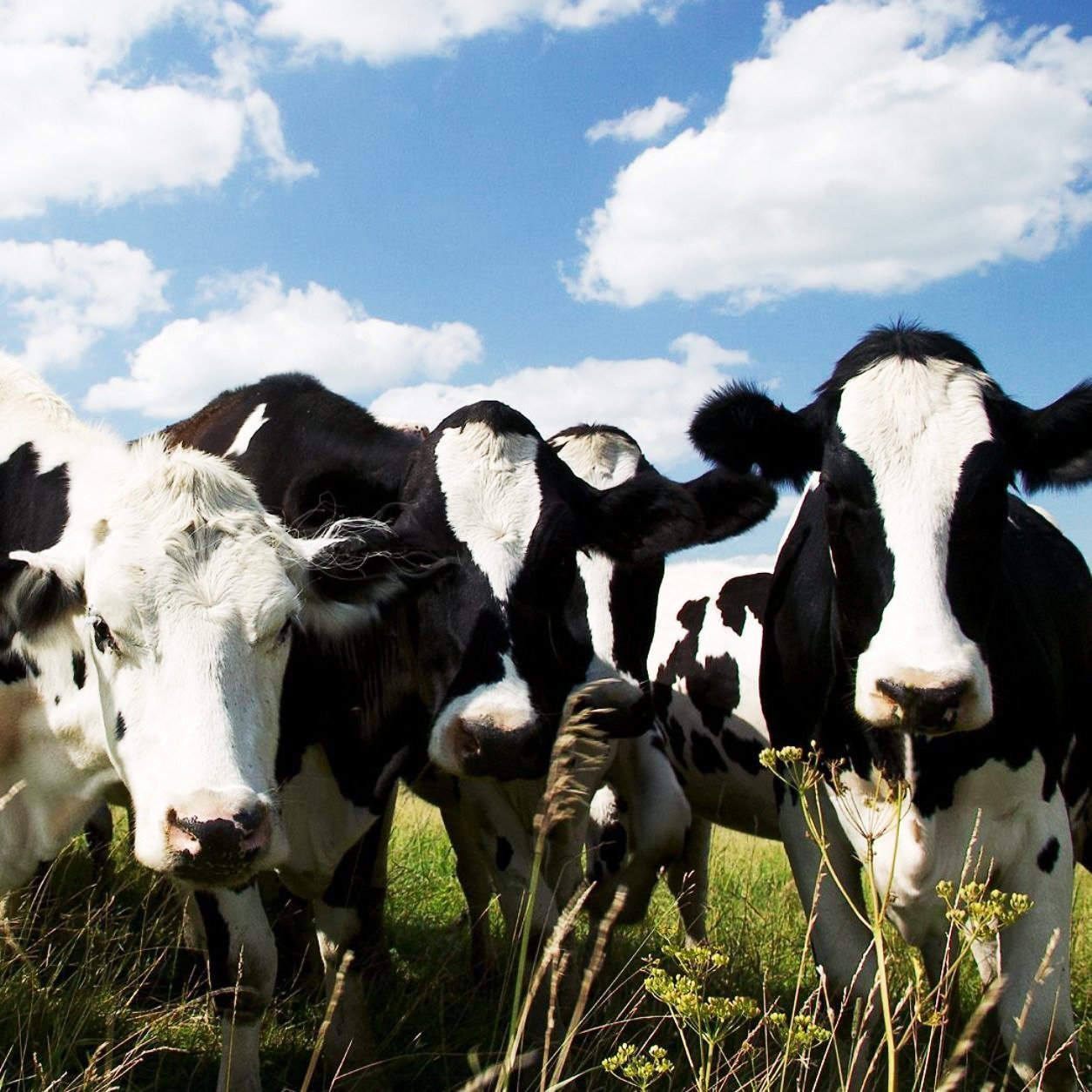 Исследование влияния космофизических факторов на рост и развитие коров