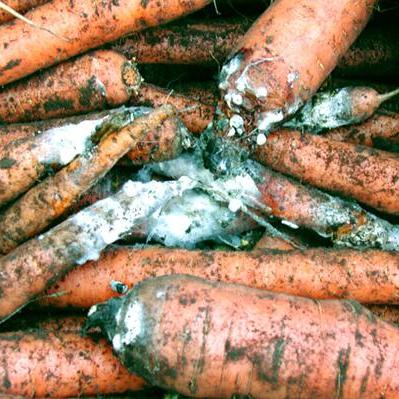 Питиум и склеротиния: решение проблем хранения моркови