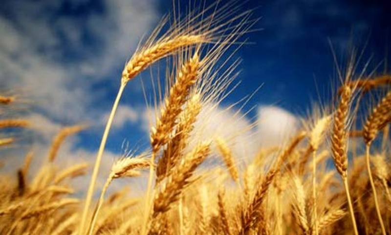Минсельхоз мониторит размер пошлины на пшеницу