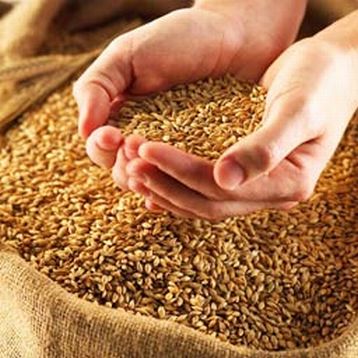 Казахстанские мукомолы получат удешевленное зерно