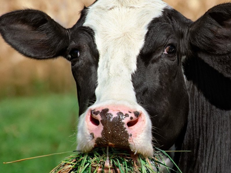 Магнитолазерное излучение как метод очищения организма коровы от тяжелых металлов