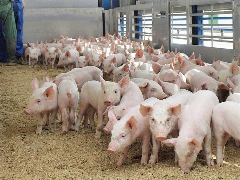 Отрасль на подъеме: обзор российского рынка свинины