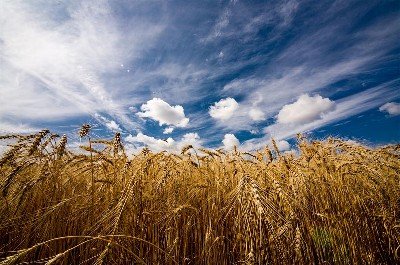 Смогут ли крестьяне заработать на урожае зерновых?