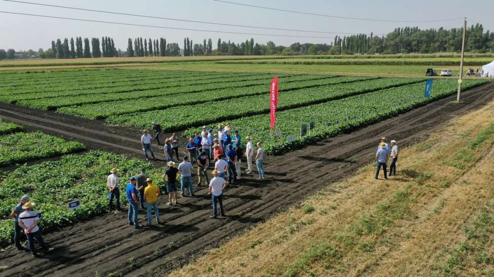 Компания «Штрубе Рус» представила растениеводческие решения на Дне поля в Воронежской области