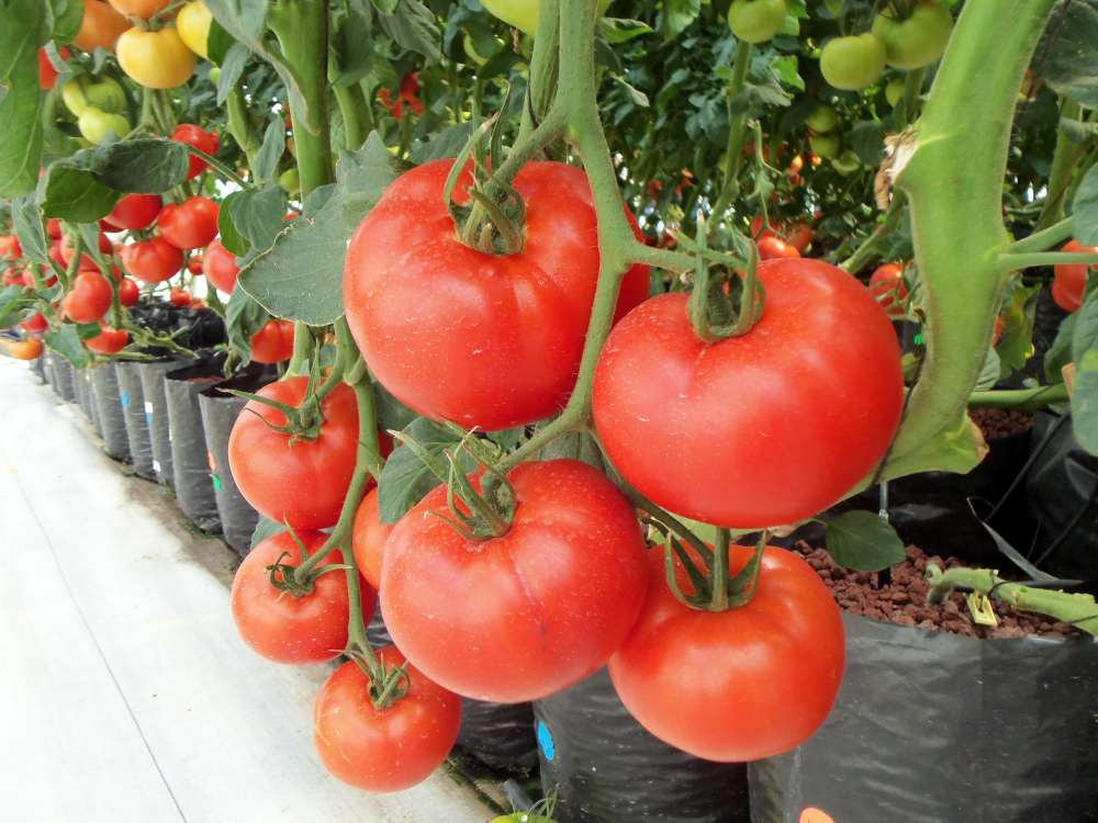 Мировое производство помидоров в 2020 году превысило 186 млн тонн