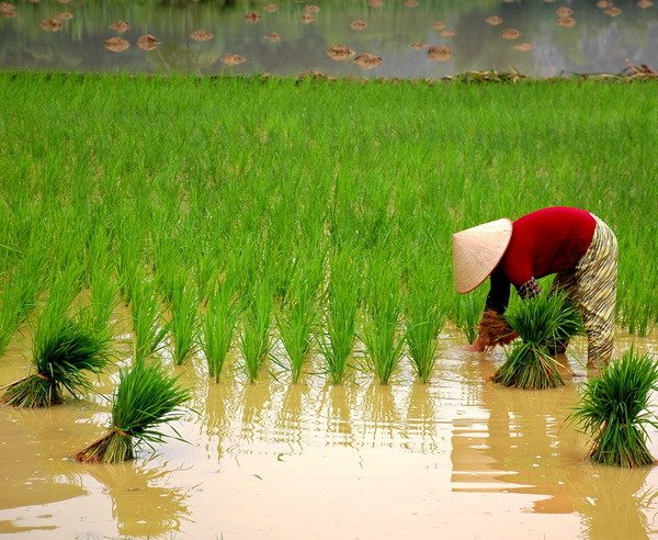 Американские ученые предлагают делать ставку на рис