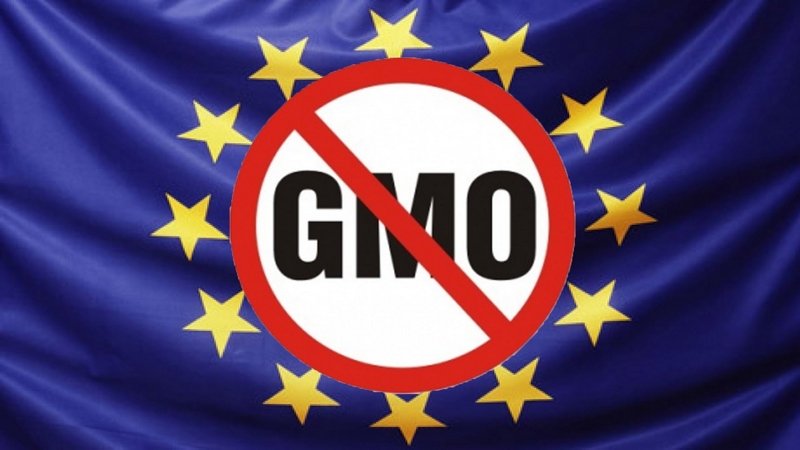 Евросоюз разрешил после шестимесячной «паузы» импорт генномодифицированных зерновых