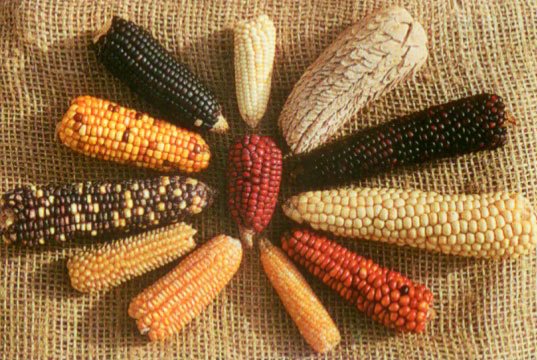 USDA прогнозирует рост мирового производства кукурузы
