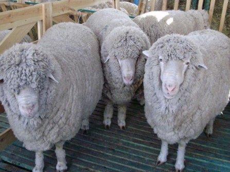 Овцеводство будут развивать в Крыму