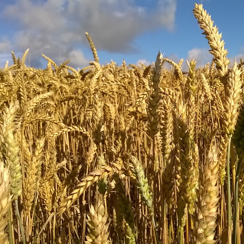 Интенсивный подход: исследования эффективности производства зерна на примере Республики Марий Эл   