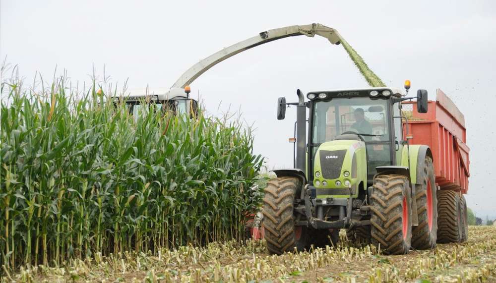 Качество зерновой кукурузы закладывается на поле