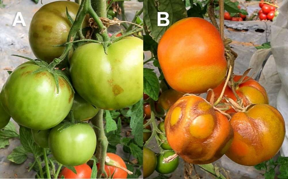 Россельхознадзор усиливает борьбу с томатным вирусом ToBRFV