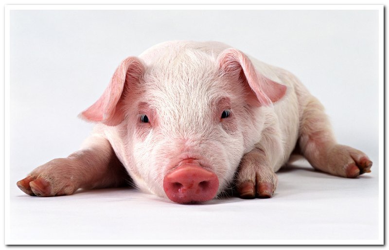 Университет Канзаса: 700-800 микрометров – наиболее подходящий размер частиц корма в свиноводстве