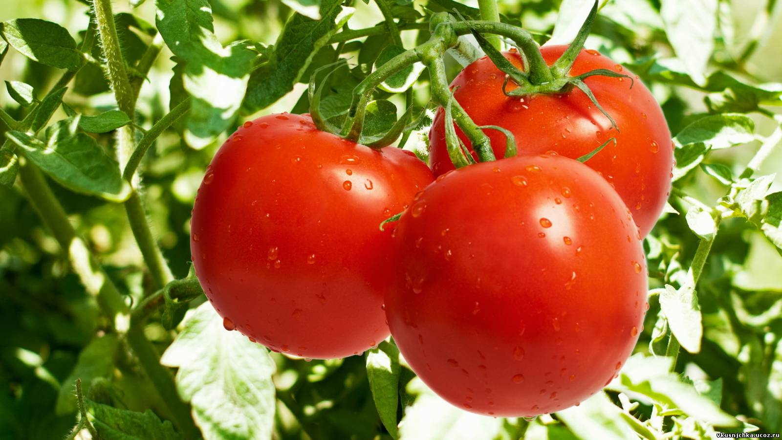 Новые сорта томатов   