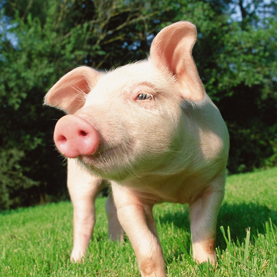 Российский опыт геномной селекции при разведении свиней