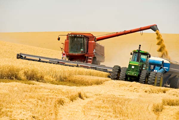 Уборка урожая зерновых продвигается