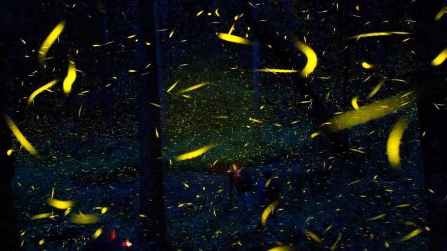 Светлячки спасают спасают лес от вырубки, а мексиканских фермеров - от разорения