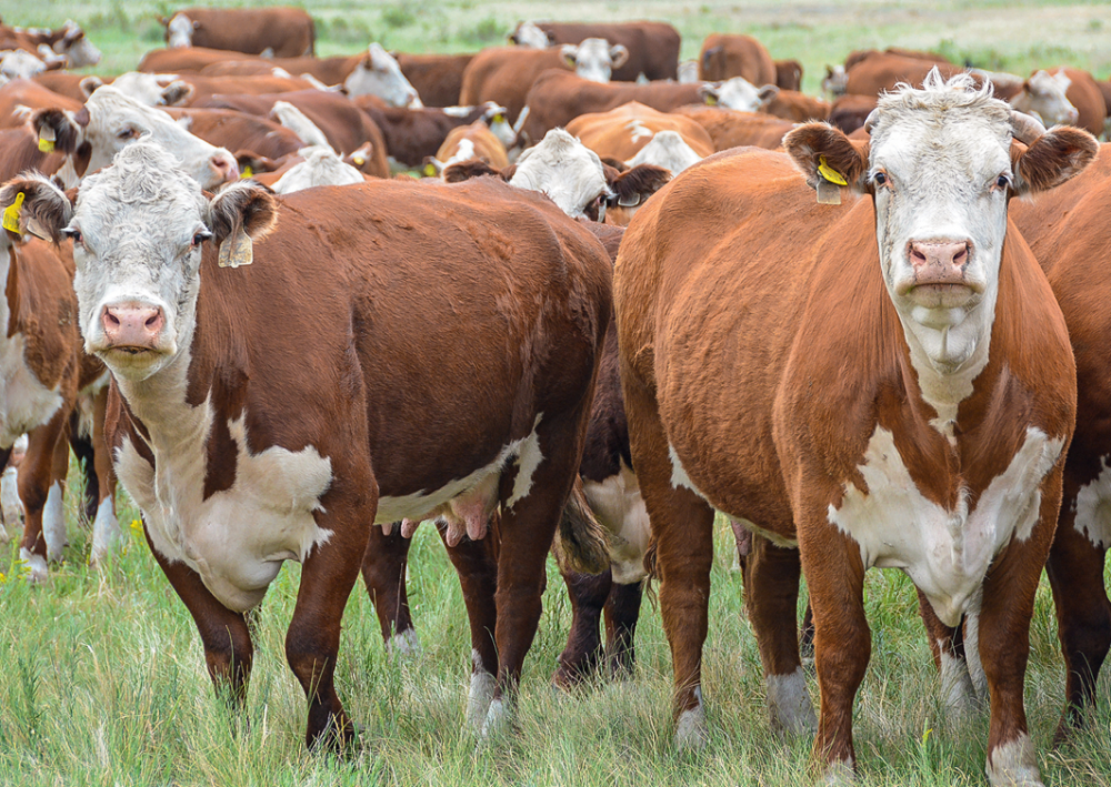 Показатель остаточного потребления корма (RFI) и его значение для эффективного животноводства