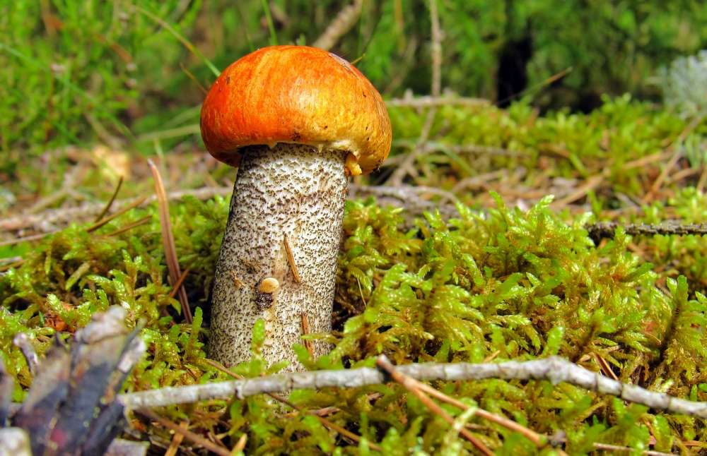 Выращивание грибов рядом с деревьями может стать новым вектором развития АПК