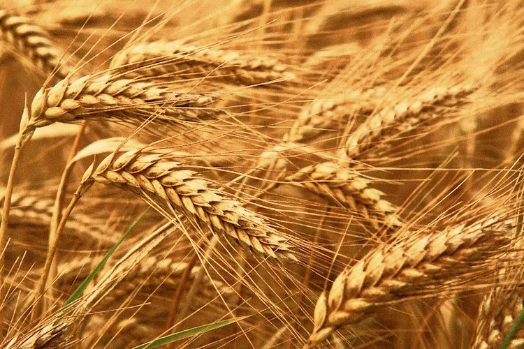 Оптимизация минерального питания озимой пшеницы