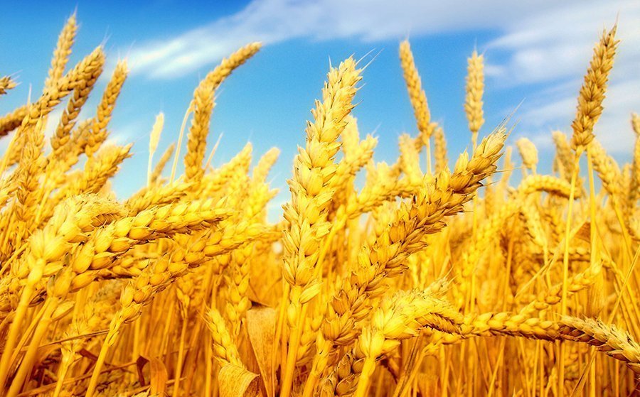Экологичное зерно: опыт по выращиванию