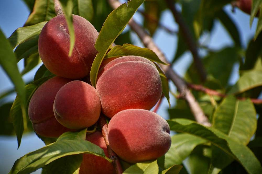 Россия остается мировым лидером по импорту персиков и нектаринов