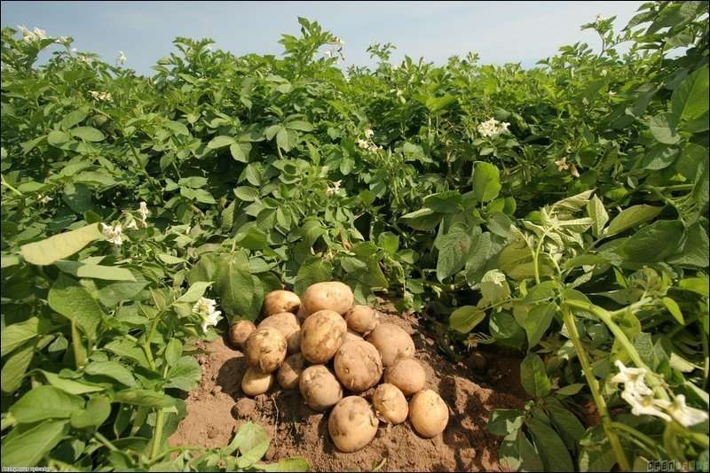 Удобрения для картофеля: полевые опыты по внесению хлорсодержащих калийных удобрений
