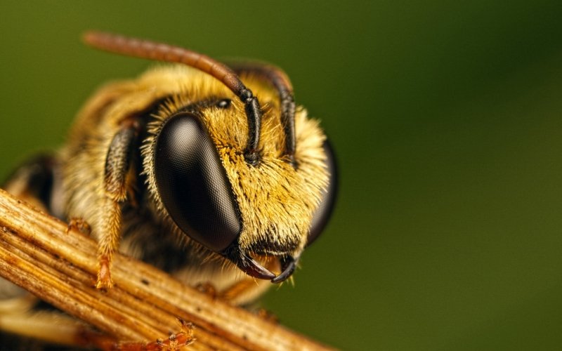 Массовая гибель пчел